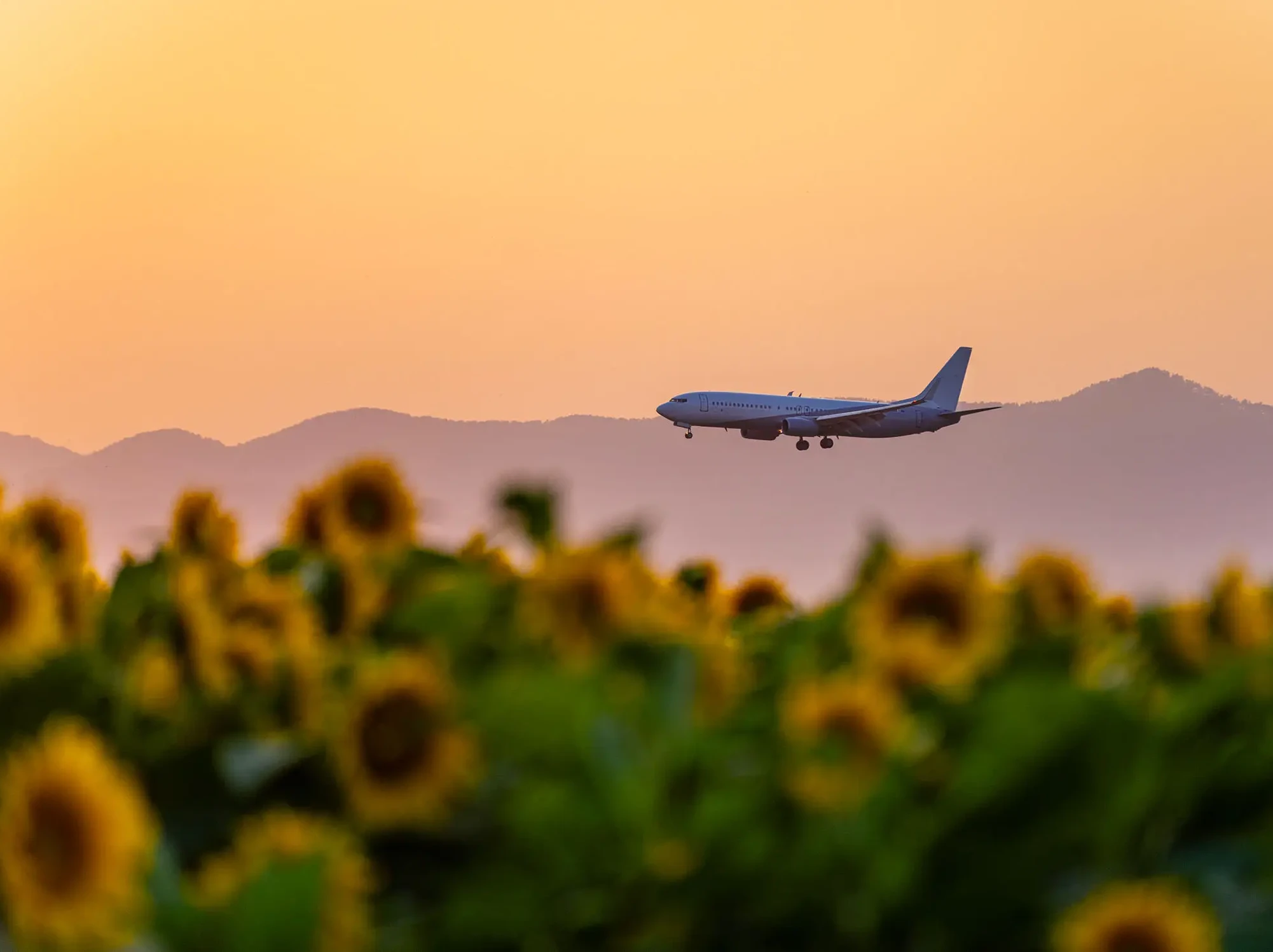 Airplane flying over sunflower field at sunset.
